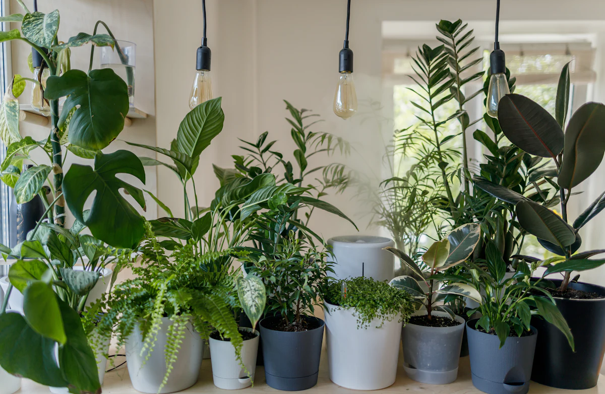 Photo 1 of 5: Set up 10 new plant pots