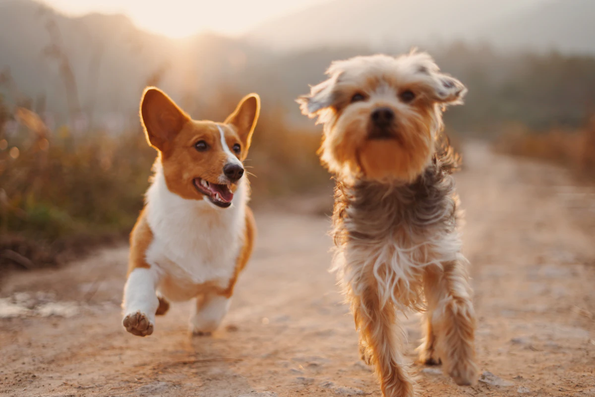 Photo 1 of 2: Morning and evening walks for two friendly dogs